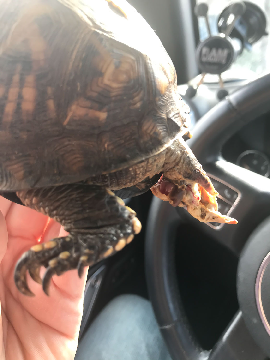 2021, Chili at the vet due to prolapse